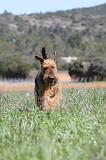 AIREDALE TERRIER 129